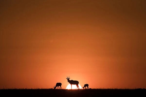 Topis, medium-sized antelopes, in front of the rising sun, Maasai Mara, Kenya, East