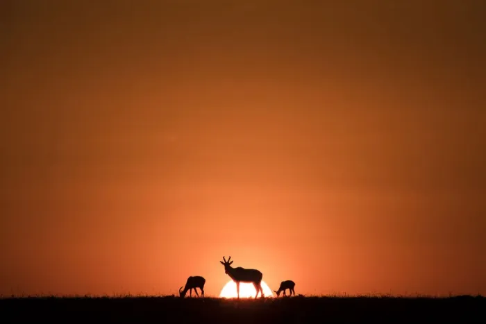 Framed Print : Topis, medium-sized antelopes, in front of the rising sun, Msai Mara, Kenya, East Framed Print : Topis, medium-sized antelopes, in front of the rising sun, Msai Mara, Kenya, East