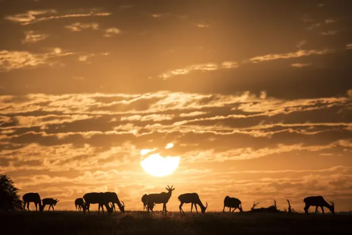 Framed Print : Topis at sunrise, Msai Mara, Kenya, East Africa, Africa