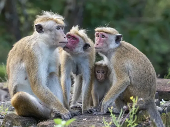Framed Print : A Toque macaque (Macaca sinica) troop in Polonnaruwa, Sri Lanka, Asia Framed Print : A Toque macaque (Macaca sinica) troop in Polonnaruwa, Sri Lanka, Asia