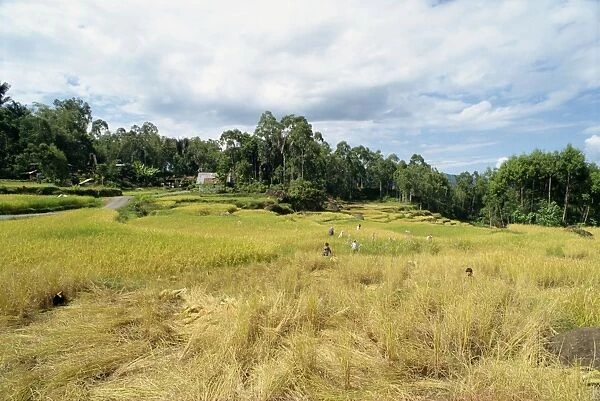 Toraja area