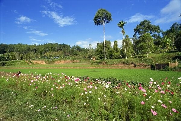 Toraja border area