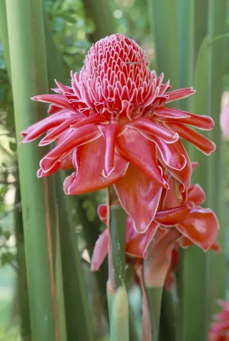 Framed Print : Torch ginger (Nicolaia elatior), a tropical plant Framed Print : Torch ginger (Nicolaia elatior), a tropical plant