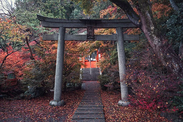 A torii gate in Bishamon-do Buddhist temple with autumn colors, Kyoto, Honshu, Japan, Asia