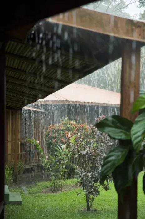 Framed Print : Torrential rain, Tortuguero National Park, Caribbean Coast, Costa Rica, Central America Framed Print : Torrential rain, Tortuguero National Park, Caribbean Coast, Costa Rica, Central America