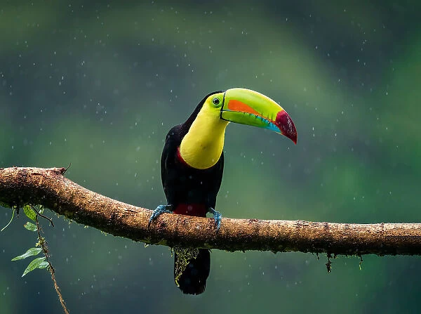 Toucan of rainforest, fantastic bird under heavy rain, Costa Rica, Central America