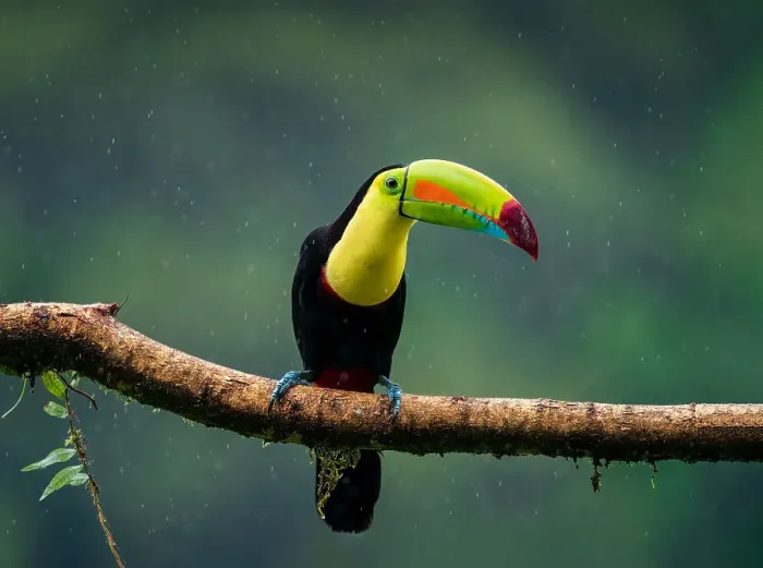 Framed Print : Toucan of rainforest, fantastic bird under heavy rain, Costa Rica, Central America Framed Print : Toucan of rainforest, fantastic bird under heavy rain, Costa Rica, Central America