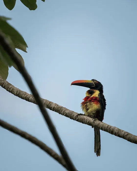 Framed Print : Toucan sitting in tree, Drake Bay, Puntarenas Province, Costa Rica, Central America Framed Print : Toucan sitting in tree, Drake Bay, Puntarenas Province, Costa Rica, Central America