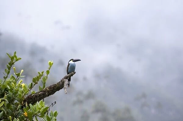 Toucan in the Valle de Cocora, Colombia, South America