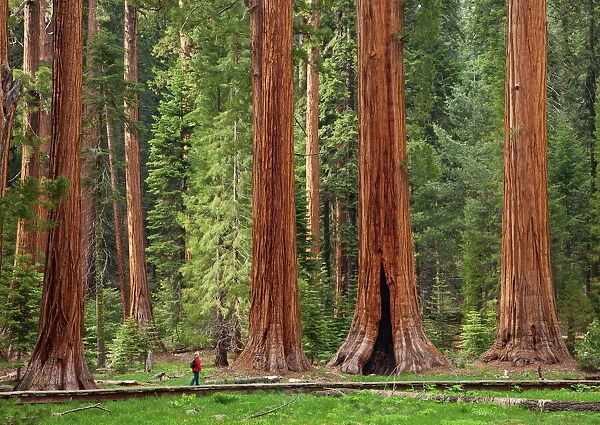 Tourist admiring the Giant Sequoia trees (Sequoiadendron giganteum), hiking on the Big Trees trail