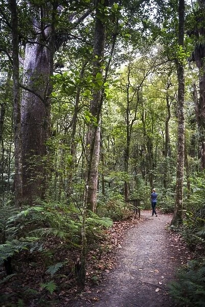 Tourist exploring Waipoua Kauri Forest, Northland Region, North Island, New Zealand