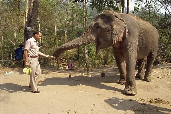 Tourist feeding bananas to an elephant at the Elephant
