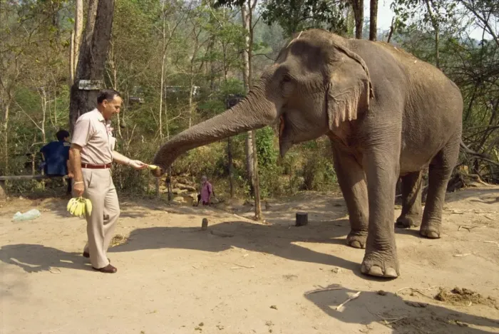 Framed Print : Tourist feeding bananas to an elephant at the Elephant Framed Print : Tourist feeding bananas to an elephant at the Elephant