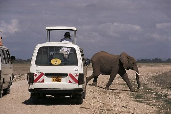 Tourist safari vehicle and elephant