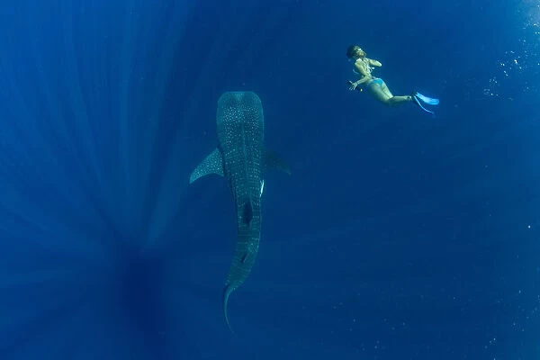 Tourist swimming with a whale shark (Rhincodon typus) in Honda Bay, Palawan, The
