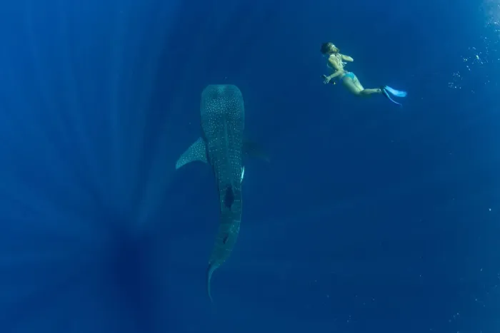 Framed Print : Tourist swimming with a whale shark (Rhincodon typus) in Honda Bay, Palawan Framed Print : Tourist swimming with a whale shark (Rhincodon typus) in Honda Bay, Palawan