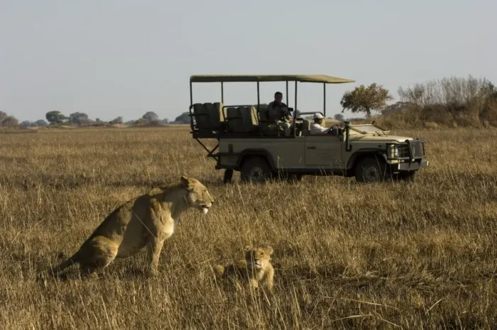 Framed Print : Tourist taking pictures of lioness and cub, Busanga Plains, Kafue National Park Framed Print : Tourist taking pictures of lioness and cub, Busanga Plains, Kafue National Park