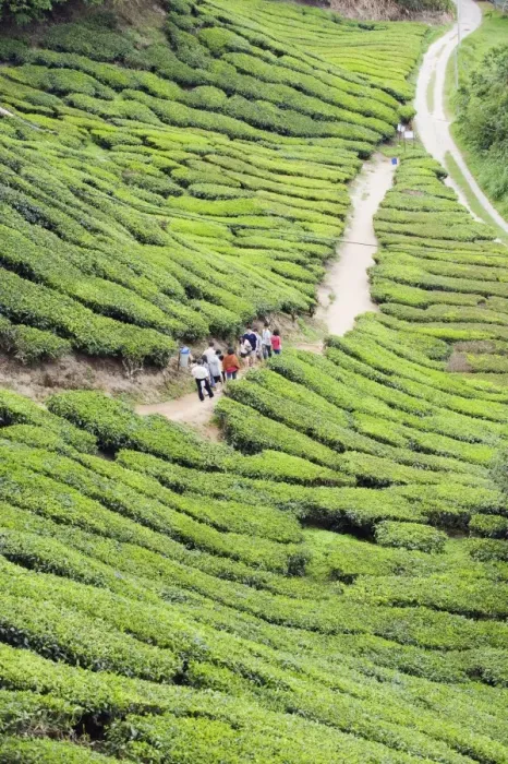 Framed Print : Tourist walking in a tea plantation, BOH Sungai Palas Tea Estate, Cameron Highlands Framed Print : Tourist walking in a tea plantation, BOH Sungai Palas Tea Estate, Cameron Highlands