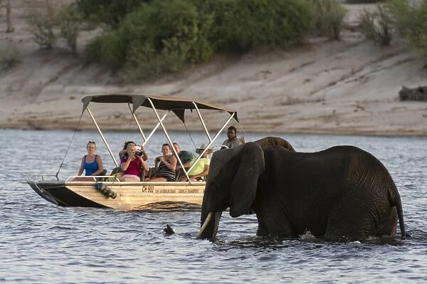 Tourist watching an African elephant (Loxodonta africana), crossing the river Chobe