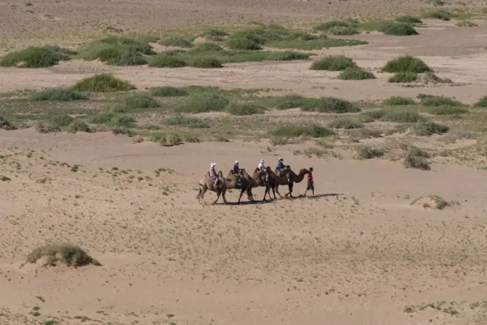 Framed Print : Tourists on Bactrian camel train cross sandy landscape, elevated view in summer Framed Print : Tourists on Bactrian camel train cross sandy landscape, elevated view in summer