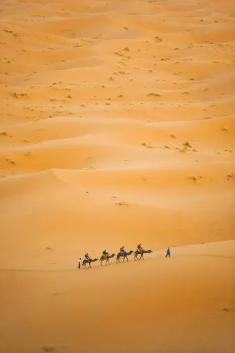 Framed Print : Tourists on a camel ride in Erg Chebbi Desert, Sahara Desert near Merzouga, Morocco, North Africa, Africa Framed Print : Tourists on a camel ride in Erg Chebbi Desert, Sahara Desert near Merzouga, Morocco, North Africa, Africa