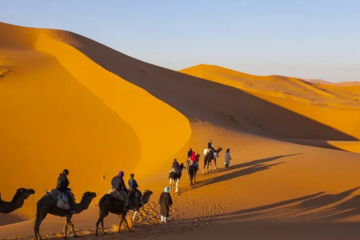 Framed Print : Tourists on camel safari, Sahara Desert, Merzouga, Morocco, North Africa, Africa Framed Print : Tourists on camel safari, Sahara Desert, Merzouga, Morocco, North Africa, Africa