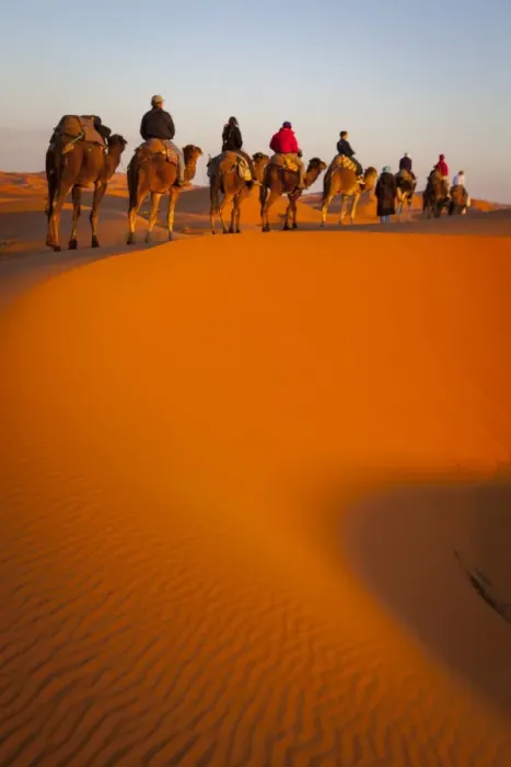 Framed Print : Tourists on camel safari, Sahara Desert, Merzouga, Morocco, North Africa, Africa Framed Print : Tourists on camel safari, Sahara Desert, Merzouga, Morocco, North Africa, Africa