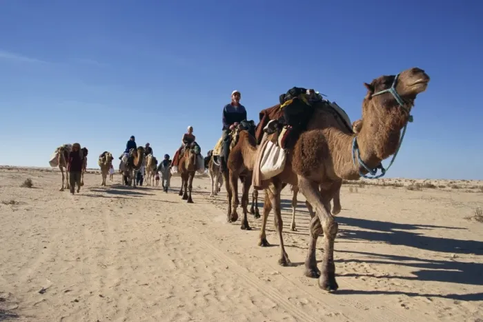 Framed Print : Tourists on camel trek Framed Print : Tourists on camel trek