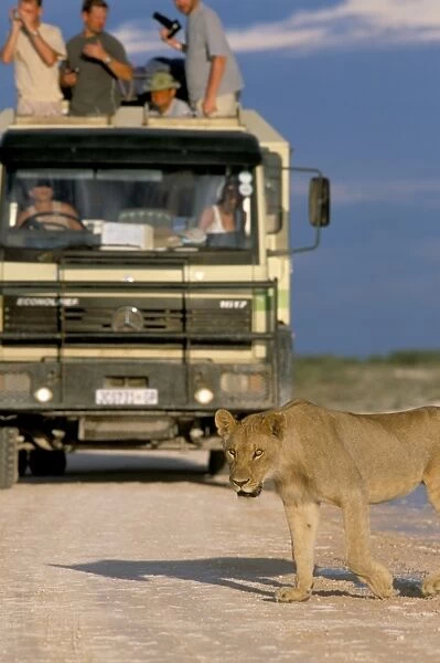 Tourists and lion (Panthera leo)
