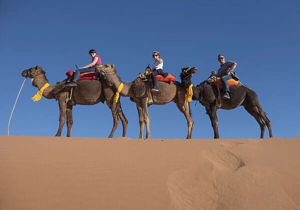 Tourists riding camels in the Erg Chebbi Desert, Sahara Desert, Morocco, North Africa