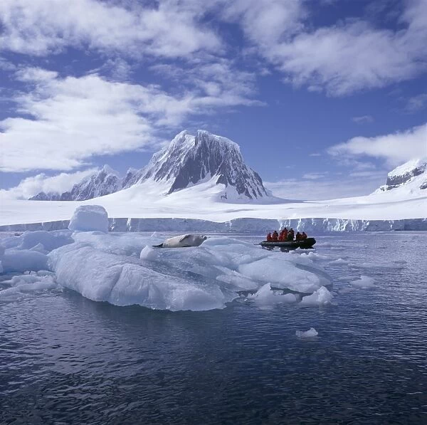 Tourists in rigid inflatable boat approach a seal lying on the ice, west coast of the Antarctic Pensinula, Antarctica