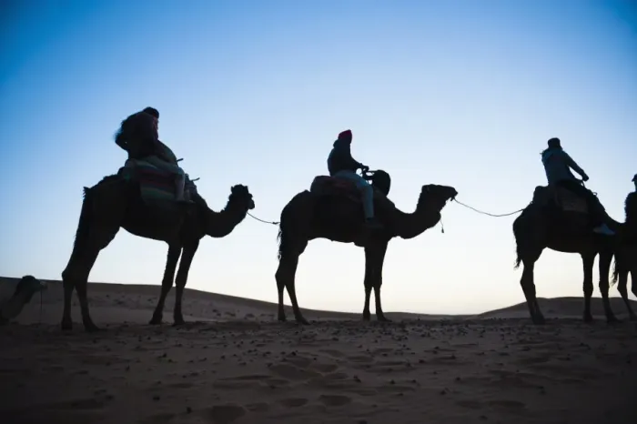 Framed Print : Tourists silhouetted on a camel ride at night, Erg Chebbi Desert, Sahara Desert near Merzouga, Morocco, North Africa, Africa Framed Print : Tourists silhouetted on a camel ride at night, Erg Chebbi Desert, Sahara Desert near Merzouga, Morocco, North Africa, Africa