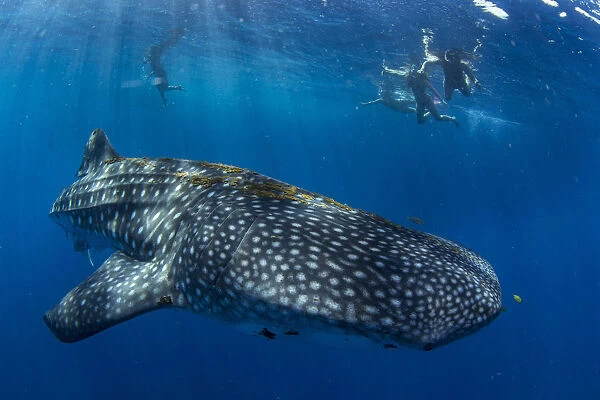 Tourists snorkelling with a whale shark (Rhincodon typus) in Honda Bay, Palawan, The
