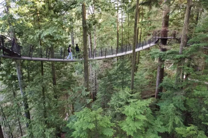 Framed Print : Tourists on a treetop walkway in Capilano Suspension Bridge and Park, Vancouver Framed Print : Tourists on a treetop walkway in Capilano Suspension Bridge and Park, Vancouver