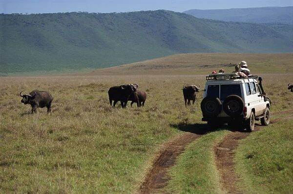 Tourists viewing buffalo from four wheel drive, Ngorongoro Crater, UNESCO World Heritage Site