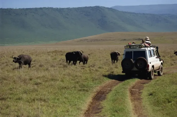Framed Print : Tourists viewing buffalo from four wheel drive, Ngorongoro Crater, UNESCO World Heritage Site Framed Print : Tourists viewing buffalo from four wheel drive, Ngorongoro Crater, UNESCO World Heritage Site