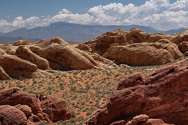 Tourists walk through the desert environment of the Valley of Fire State Park, Nevada, United States of America, North America