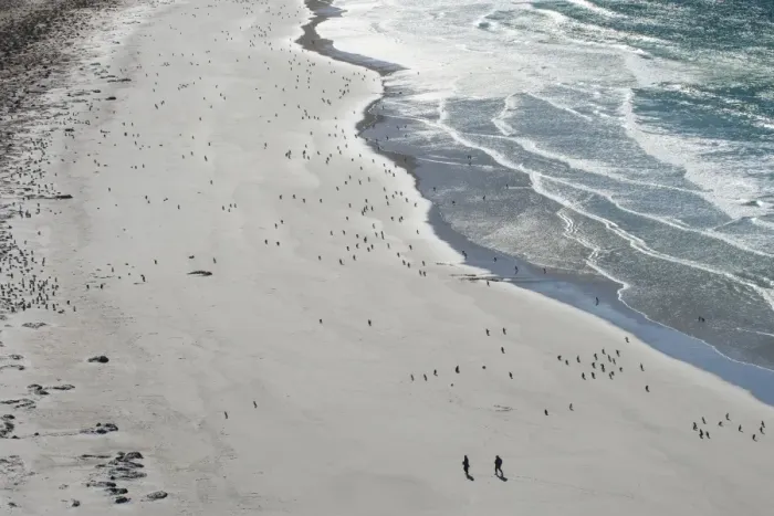 Framed Print : Tourists walking between a huge numbers of Long-tailed gentoo penguins (Pygoscelis papua) Framed Print : Tourists walking between a huge numbers of Long-tailed gentoo penguins (Pygoscelis papua)