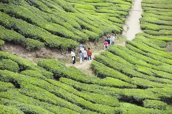 Tourists walking in a tea plantation, BOH Sungai Palas Tea Estate, Cameron Highlands