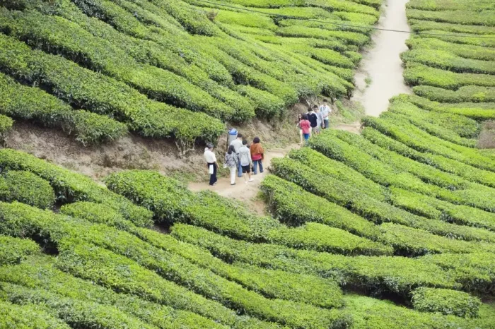 Framed Print : Tourists walking in a tea plantation, BOH Sungai Palas Tea Estate, Cameron Highlands Framed Print : Tourists walking in a tea plantation, BOH Sungai Palas Tea Estate, Cameron Highlands