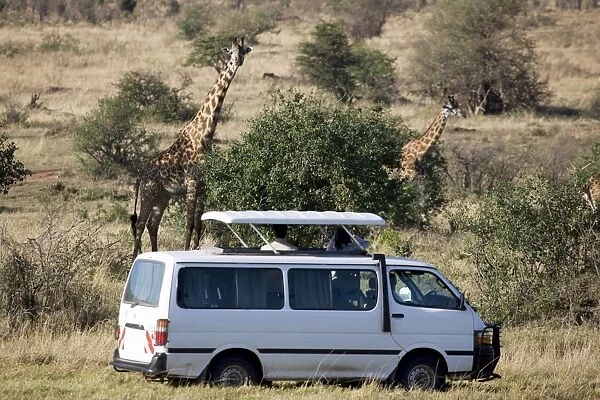 Tourists watching Masai giraffe (Giraffa camelopardalis tippelskirchi), Masai Mara National Reserve, Kenya, East Africa, Africa