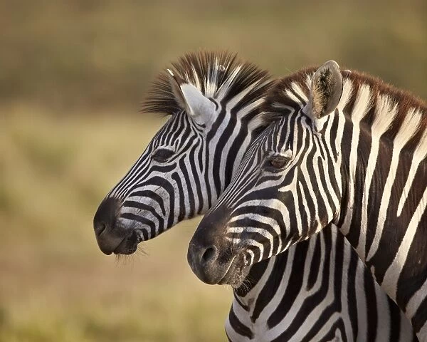 Tow common zebra (Plains zebra) (Burchells zebra) (Equus burchelli), Addo Elephant National Park, South Africa, Africa