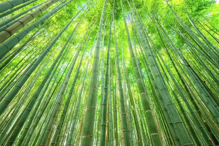Framed Print : Towering bamboo trees forming a natural canopy in the Arashiyama Bamboo Forest, Kyoto, Honshu, Japan Framed Print : Towering bamboo trees forming a natural canopy in the Arashiyama Bamboo Forest, Kyoto, Honshu, Japan
