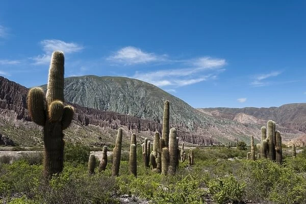 Towering cactus in the tortured Jujuy landscape, Argentina, South America