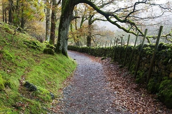 Track through Woodland near Grange, Borrowdale, Lake District National Park, Cumbria, England, United Kingdom, Europe