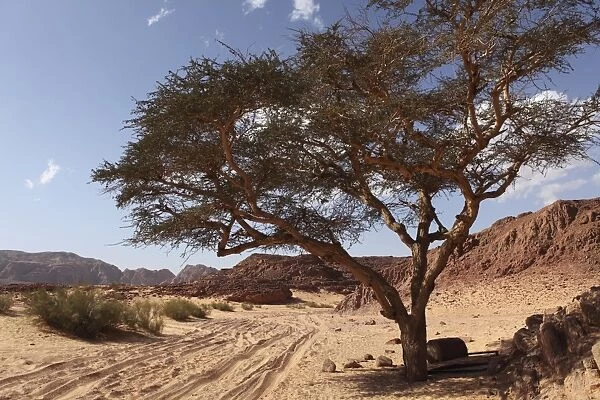 Tracks in the sand of the Sinai Desert lead under a tree in the Coloured Canyon