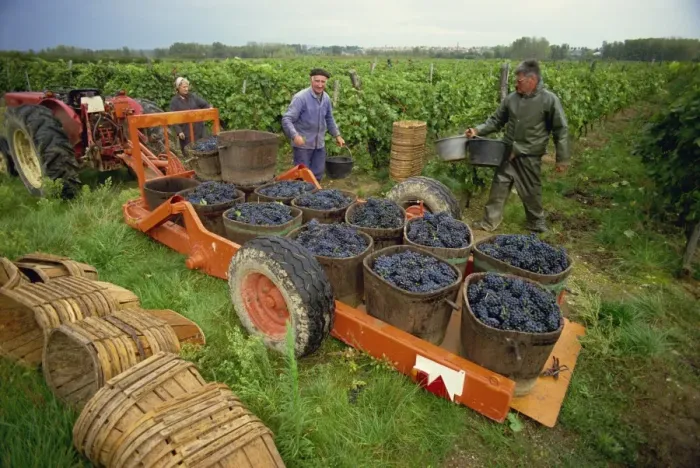 Framed Print : Tractor trailer loaded with black grapes, men and women grape pickers in vineyard, St Framed Print : Tractor trailer loaded with black grapes, men and women grape pickers in vineyard, St