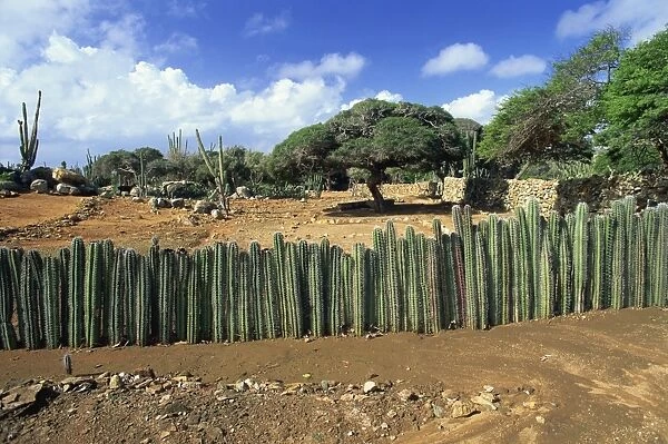 Traditional cactus fence to keep animals away from crops, Cunucu, Aruba