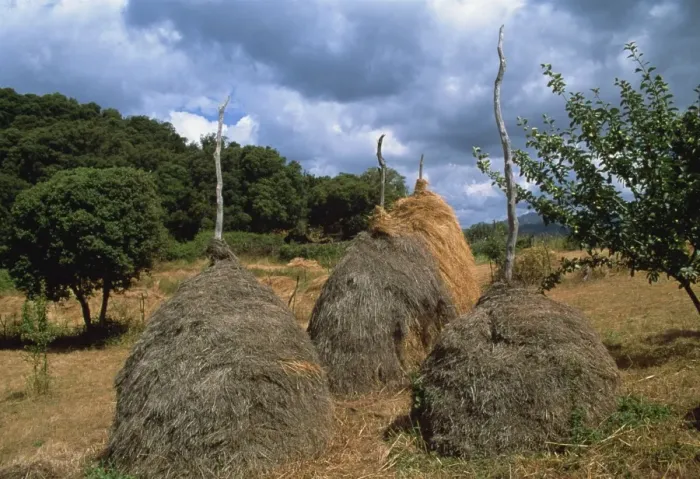 Framed Print : Traditional haystacks in a field, island of Corsica, France, Europe Framed Print : Traditional haystacks in a field, island of Corsica, France, Europe