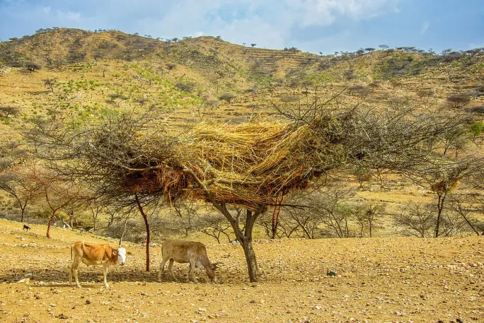 Framed Print : Traditonal way of storing straw in a tree in the highlands of Eritrea, Africa Framed Print : Traditonal way of storing straw in a tree in the highlands of Eritrea, Africa